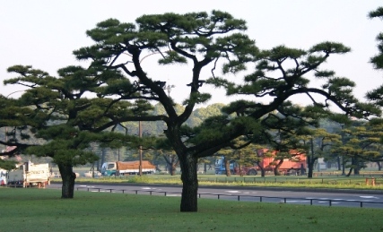 File:Japanese Black Pine, National Garden, Tokyo.jpg