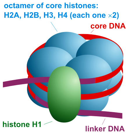 File:Nucleosome organization.png