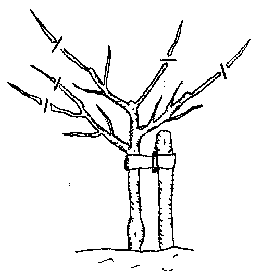 File:Pruningyear3.png