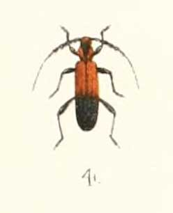 Pseuderos nigripes 1894.jpg