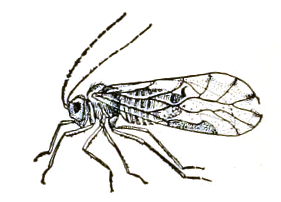 File:Psocoptera icon.png