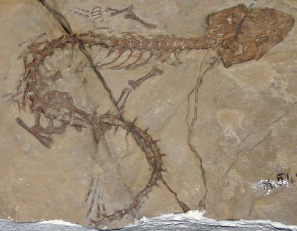 File:9182 - Milano - Museo storia naturale - Derasmosaurus pietraroiae - Foto Giovanni Dall'Orto 22-Apr-2007 (cropped).jpg