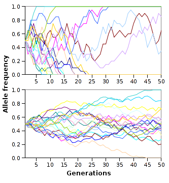 File:Allele-frequency.png