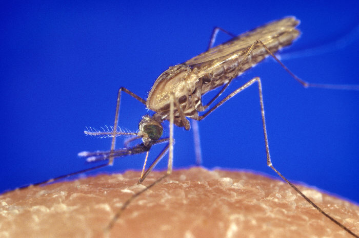 File:Anopheles gambiae mosquito feeding 1354.p lores.jpg