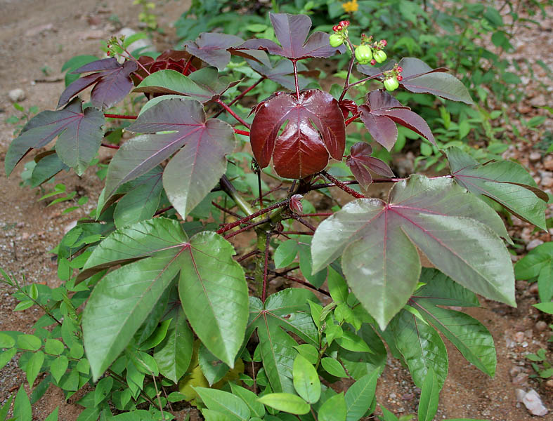 File:Bellyache Bush (Jatropha gossipifolia) in Hyderabad, AP W IMG 9219.jpg