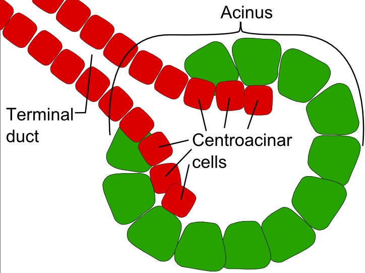 File:Centroacinar cells.jpg