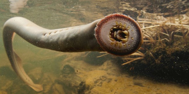 File:Pacific lamprey facing right.jpg