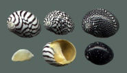 Puperita pupa shell.png
