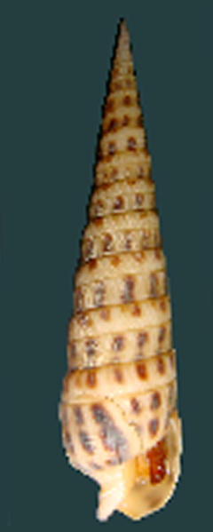 Terebra ornata shell.png