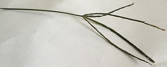 File:Digitaria sanguinalis inflorescence.jpg