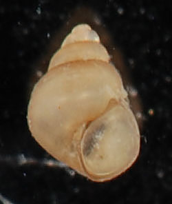Littoridinops monroensis (I0958) (27074189285).jpg