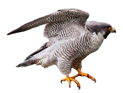 File:Male Peregrine Falcon (7172188034) white background.jpg
