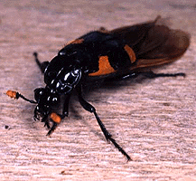 Nicrophorus quadrimaculatus.gif