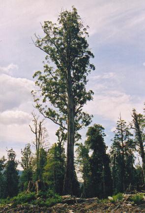 File:Tasmania logging 08 Mighty tree.jpg