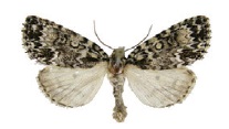 Acronicta fragilisZK.jpg