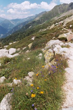 File:Alpine flora.jpg