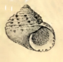 Homalopoma maculosa 001.jpg
