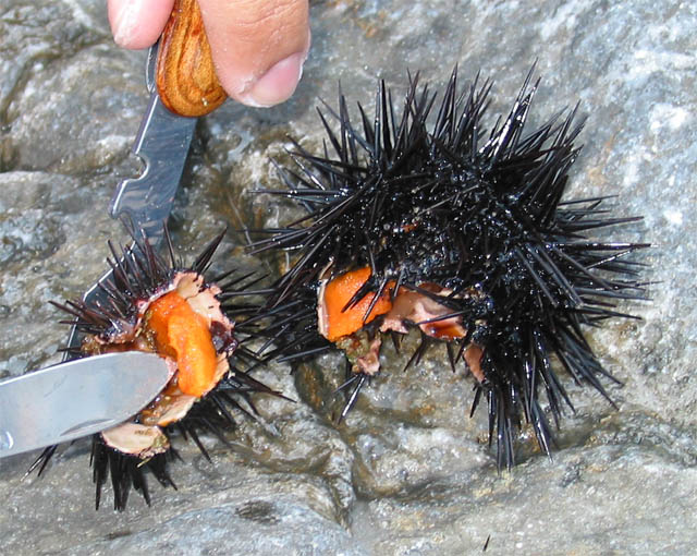 File:Sea urchin eggs.jpg
