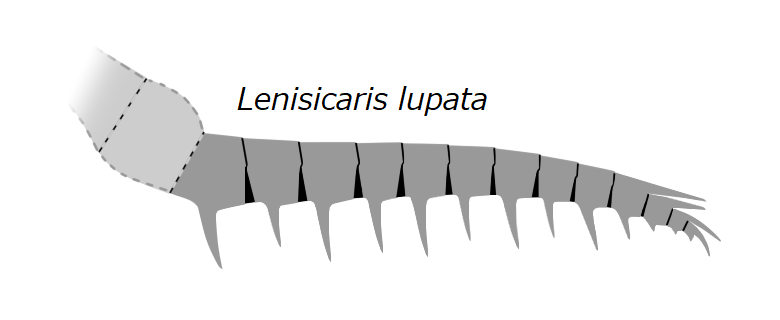 File:20210513 Radiodonta frontal appendage Lenisicaris lupata.png