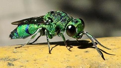 File:Chrysididae jewel wasp.jpg