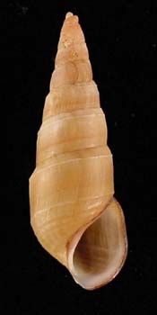 Elimia virginica shell.jpg