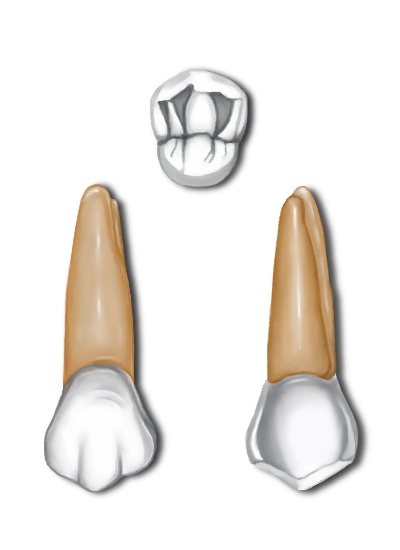 File:Maxillary first premolar.jpg