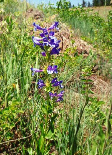 Penstemon pennellianus.jpg