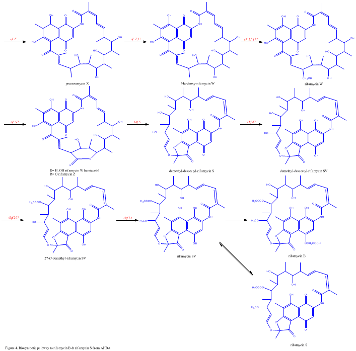 Rifamycin biosynthesis2.gif