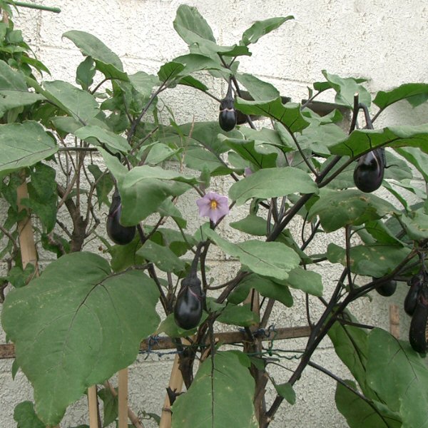 File:Solanum melongena ja02.jpg