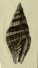 Vexillum oniscinum 001.jpg