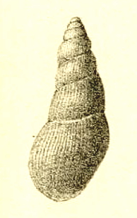 Zebinella paumotuensis 001.jpg