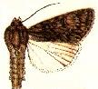 Acronicta nigricans.JPG