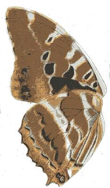 Charaxes eudoxus.JPG