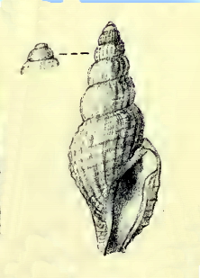 Daphnella arcta 001.jpg