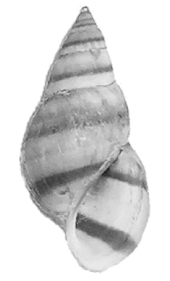 Elimia potosiensis shell.png