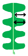 File:Leaf morphology division pinnately-divided.png