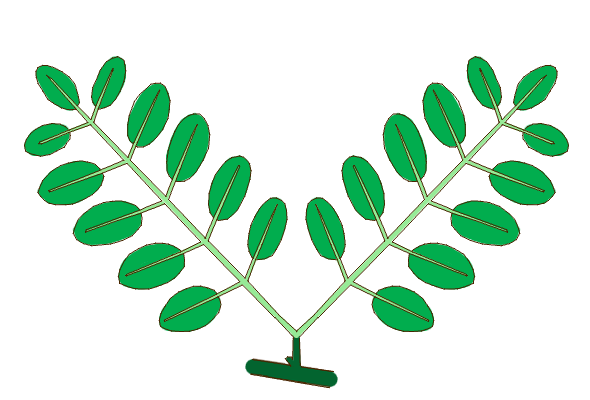 File:Leaf morphology type geminate-pinnate.png