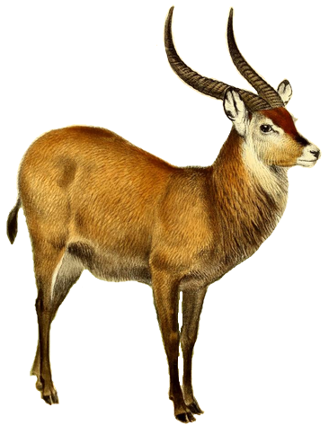 File:The book of antelopes (1894) Cobus defassa white background.png
