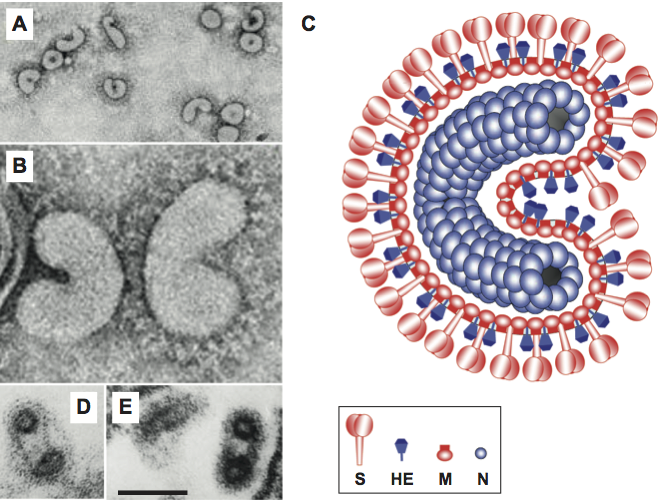 File:Virion morphology of equine torovirus Berne (gen. Torovirus).png