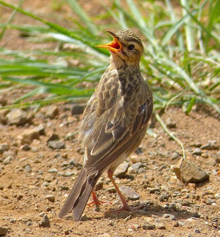 File:African pipit (Anthus cinnamomeus) (13971536013), crop.jpg - HandWiki