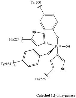 File:Catechol 1,2-dioxygenase.jpg