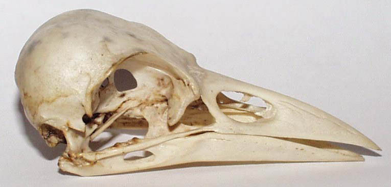 File:Skull corvus corone cropped.jpg