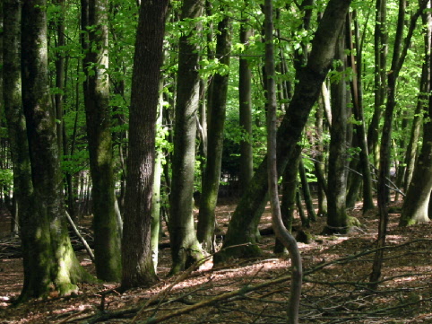File:A deciduous beech forest in Slovenia.jpg
