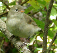 File:Certhidea olivacea - Green Wabler Finch.jpg