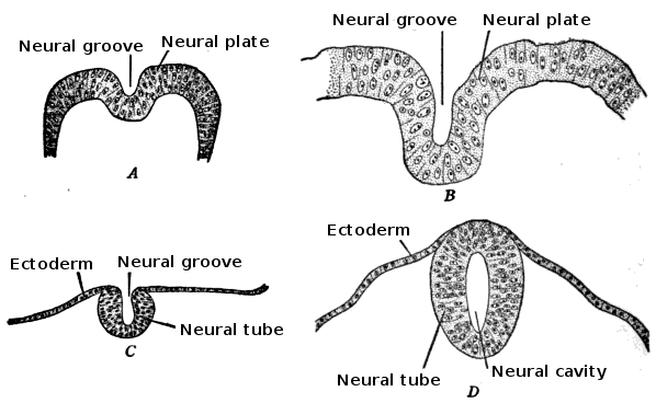 File:Development of the neural tube.png