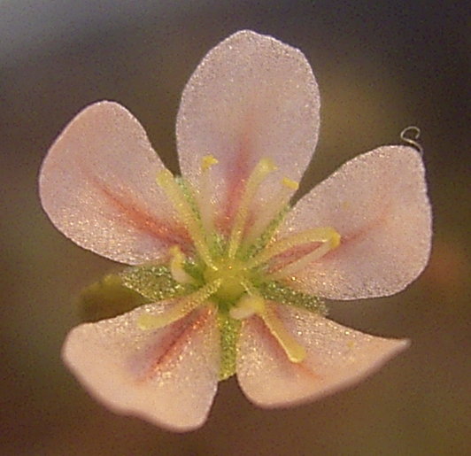 File:Drosera occidentalis ssp australis.jpg