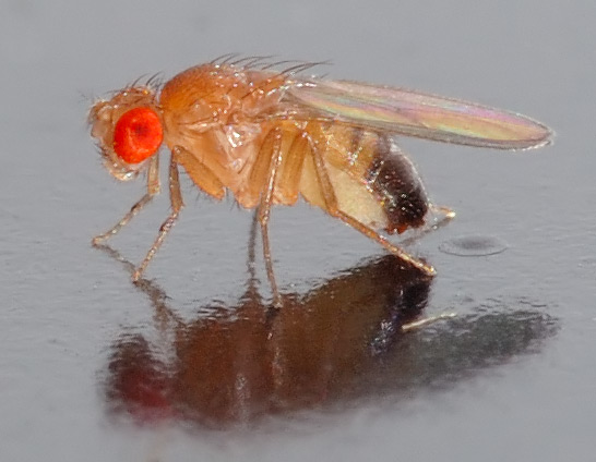 File:Drosophila melanogaster - side (aka).jpg
