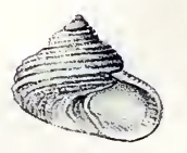 Gibbula zonata 001.jpg