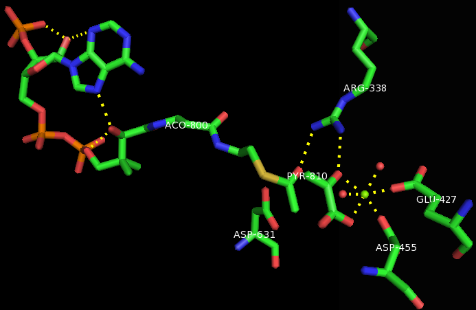 File:Malate synthase active site.png