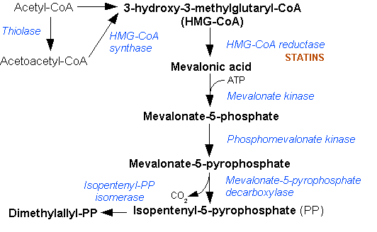 File:Mevalonate pathway.png